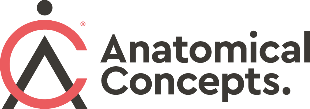 Anatomical Concepts